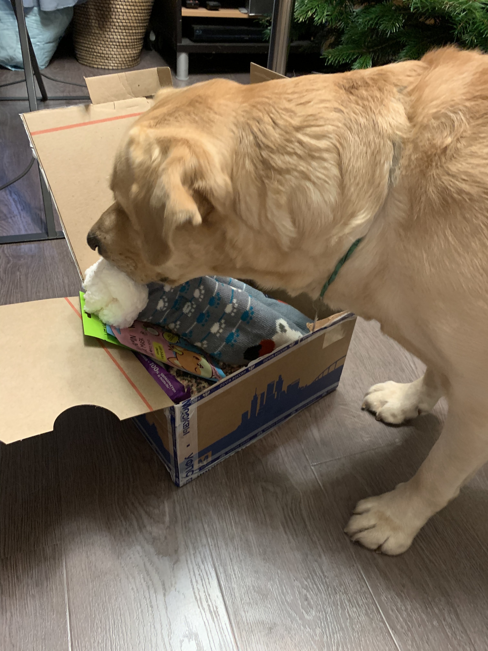 My sudden non-A DM - Moscow -> Moscow - Secret Santa, Dog, Gift exchange, Joy, Longpost