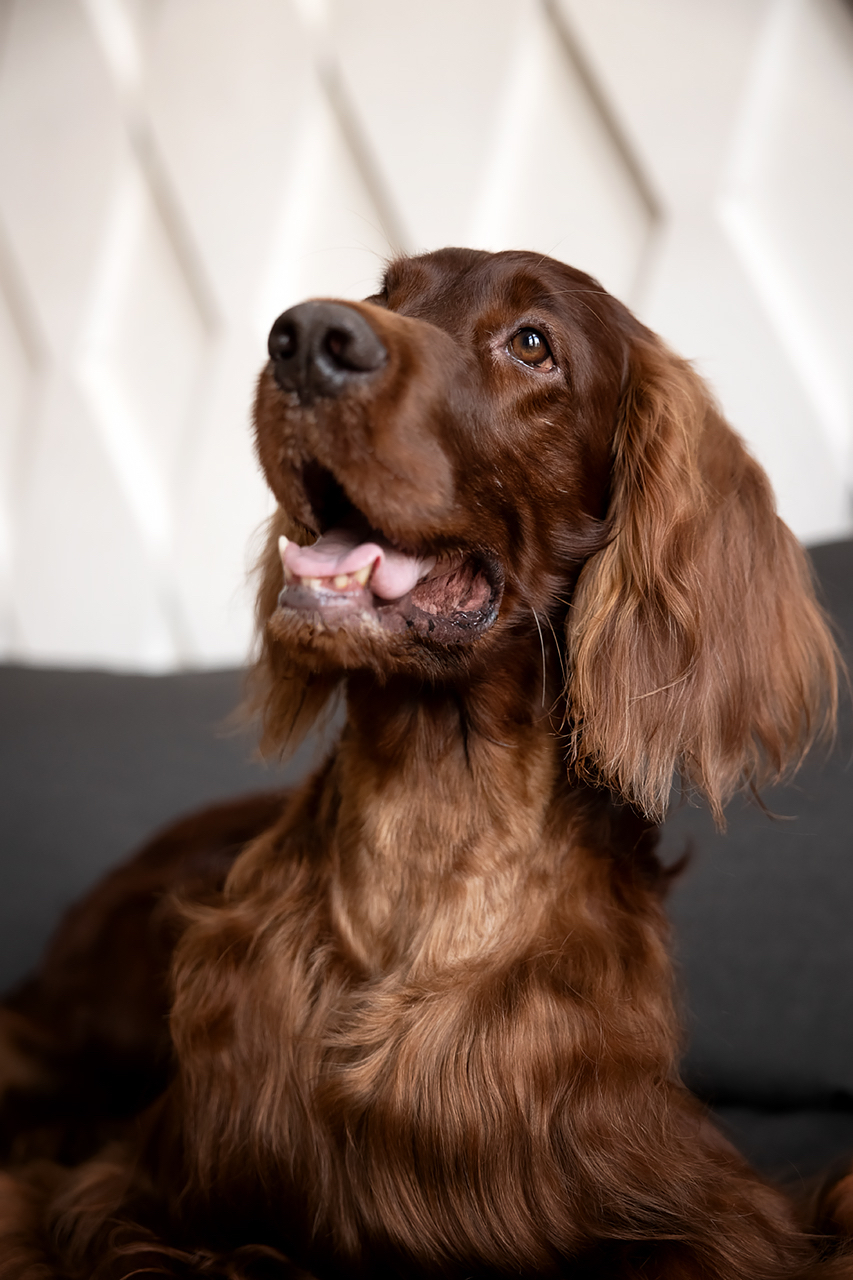 Flash - My, Setter, Irish Setter, Dog, PHOTOSESSION, Longpost