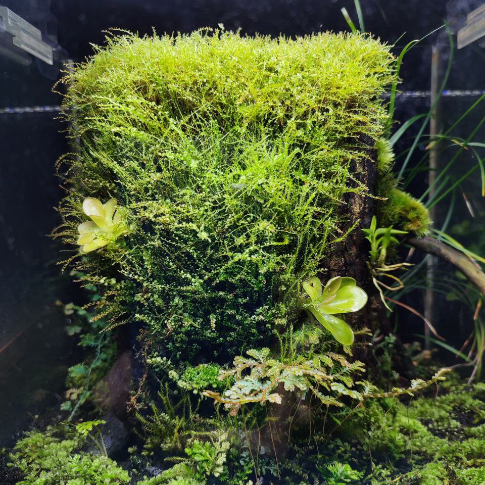 Moss Plagiomnium close - My, Moss, Florarium, Terrarium, Plants, Longpost