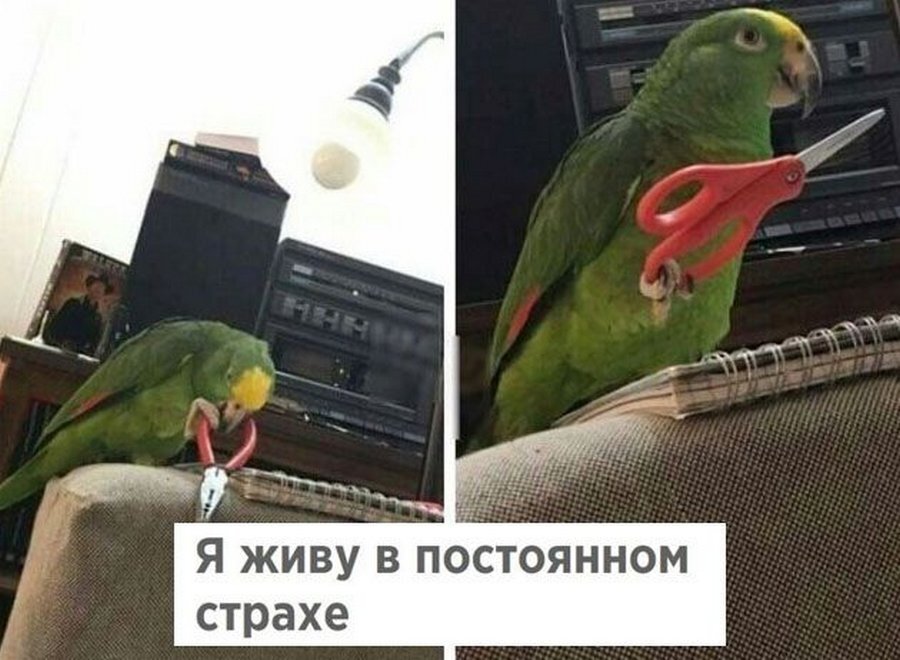 domestic aggressor - A parrot, Humor, Picture with text