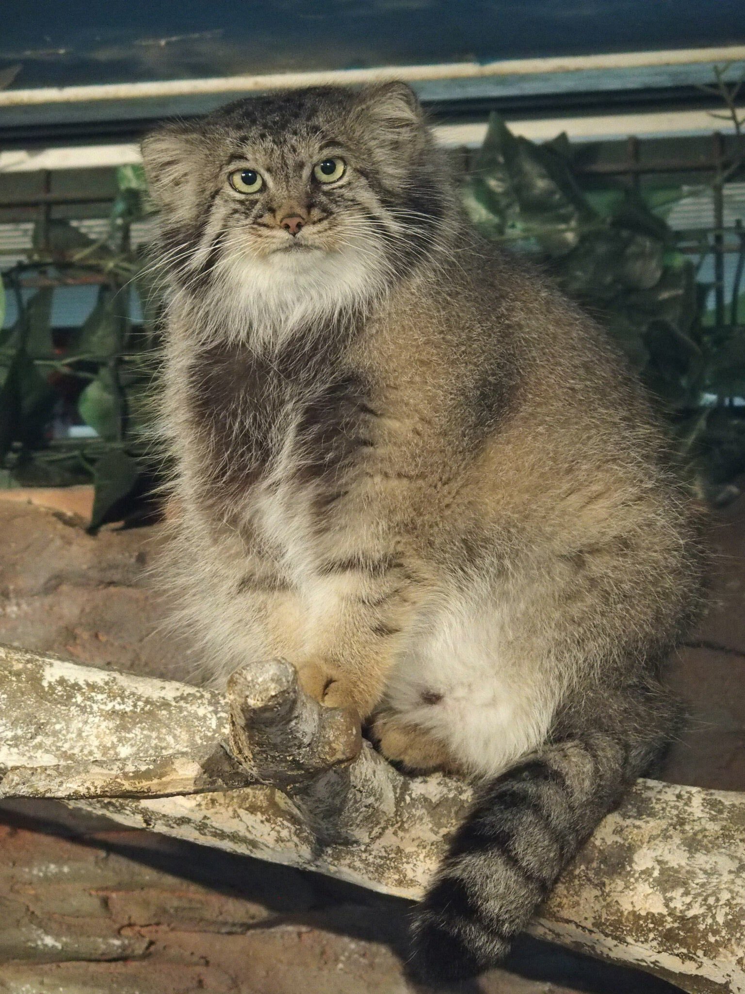 The answer to the post Chur, at the holiday I will be a Snow Maiden - Pet the cat, Pallas' cat, Small cats, Cat family, Wild animals, Zoo, The photo, Fluffy, Reply to post