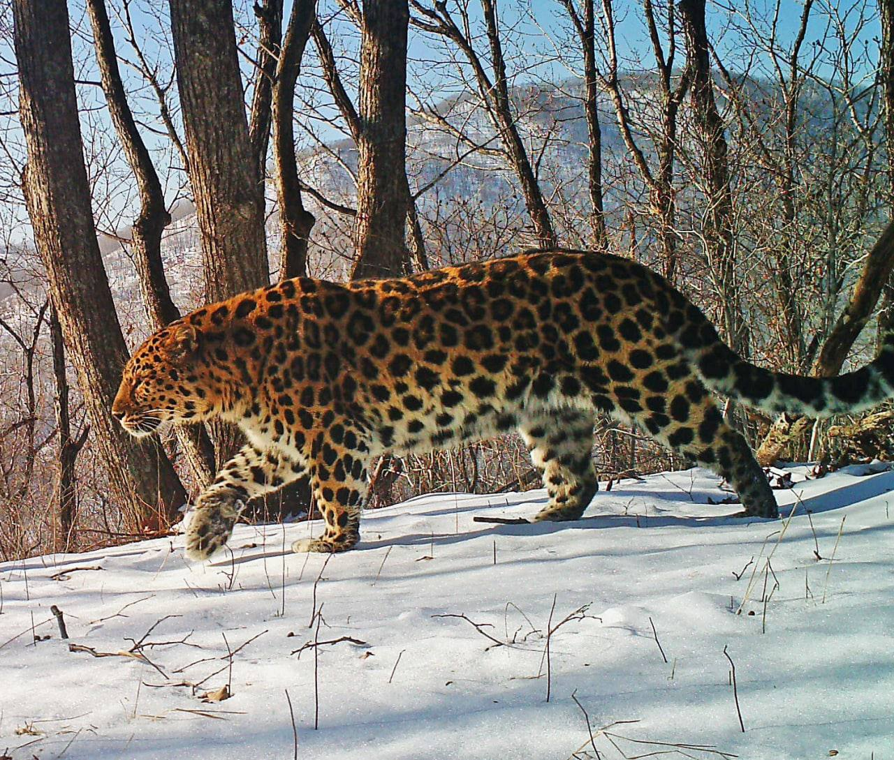 Beautiful from every angle - Far Eastern leopard, Okhotsk, beauty, The photo, National park, Land of the Leopard, Primorsky Krai, wildlife, Big cats, Cat family, Predatory animals, Phototrap, Wild animals, Longpost