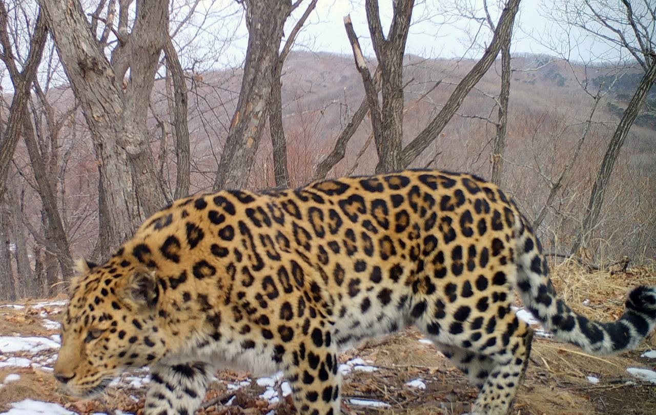 Beautiful from every angle - Far Eastern leopard, Okhotsk, beauty, The photo, National park, Land of the Leopard, Primorsky Krai, wildlife, Big cats, Cat family, Predatory animals, Phototrap, Wild animals, Longpost