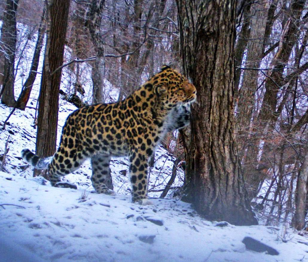 Beautiful from every angle - Far Eastern leopard, Okhotsk, beauty, The photo, National park, Land of the Leopard, Primorsky Krai, wildlife, Big cats, Cat family, Predatory animals, Phototrap, Wild animals, Longpost