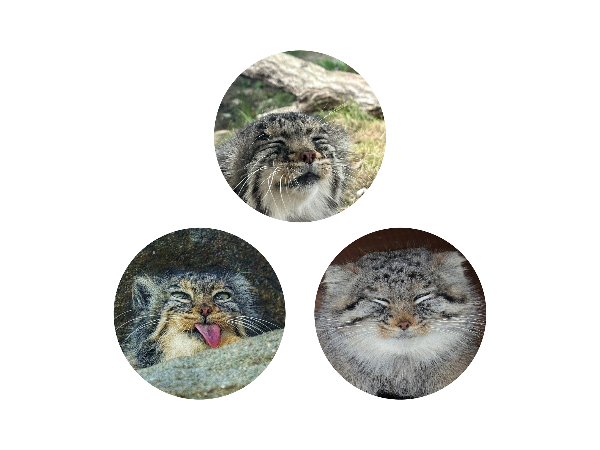 Continuation of the post Sensation! Christmas Miracle! Manulas are more smiling than quokkas!” - Pallas' cat, Pet the cat, Small cats, Cat family, Wild animals, The photo, Vote, Longpost, Repeat, Reply to post