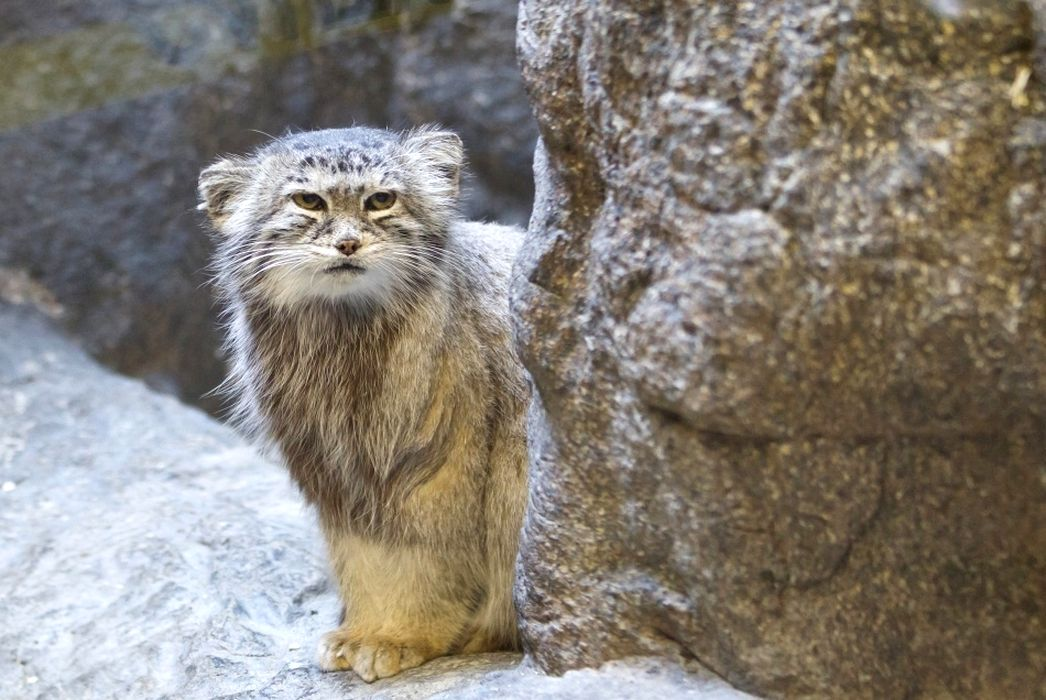 Can you gather more quietly? I'm trying to sleep here! - Pallas' cat, Pet the cat, Cat family, Small cats