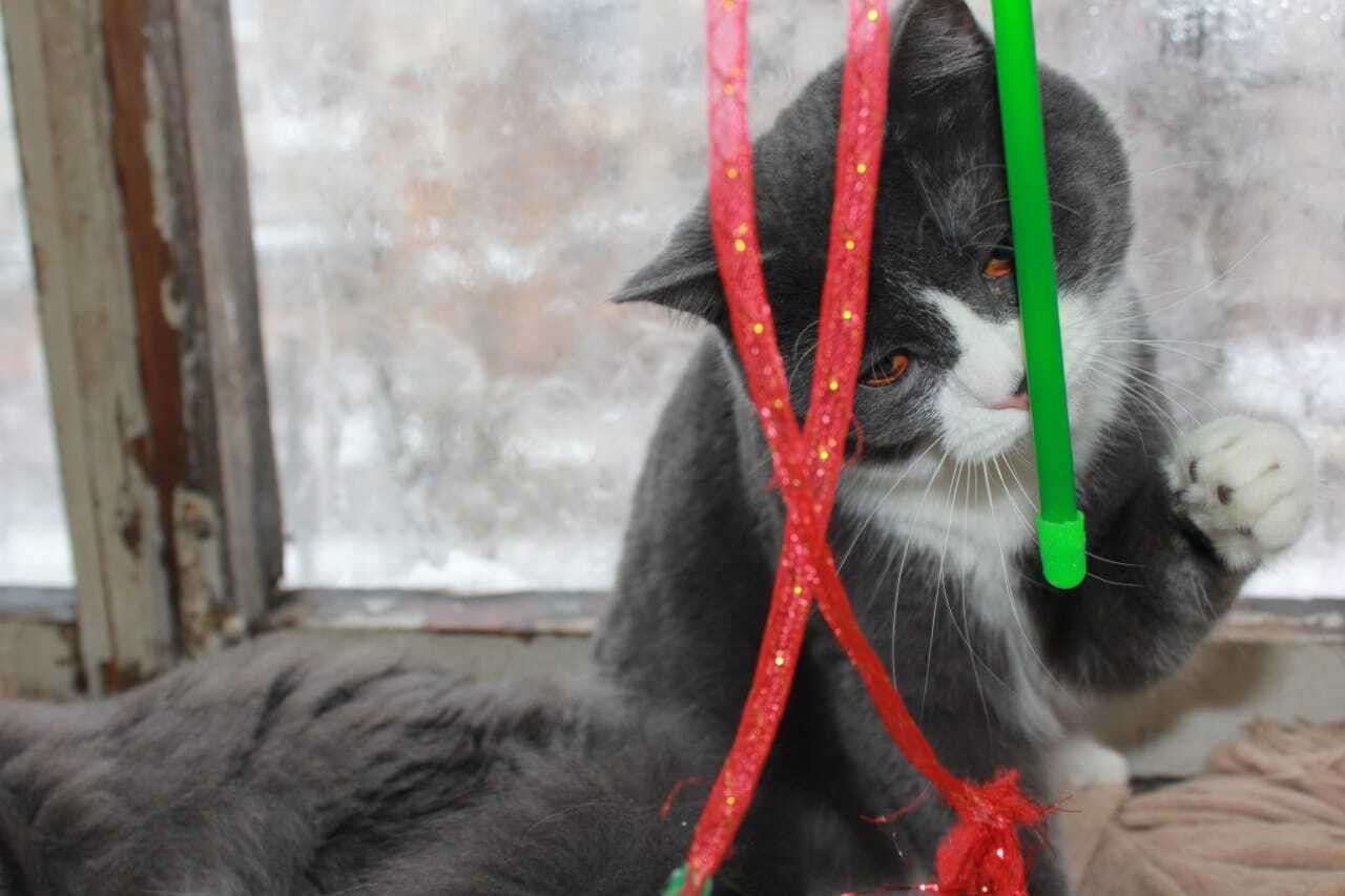 Holiday greetings! - My, cat, New Year, Congratulation, Longpost