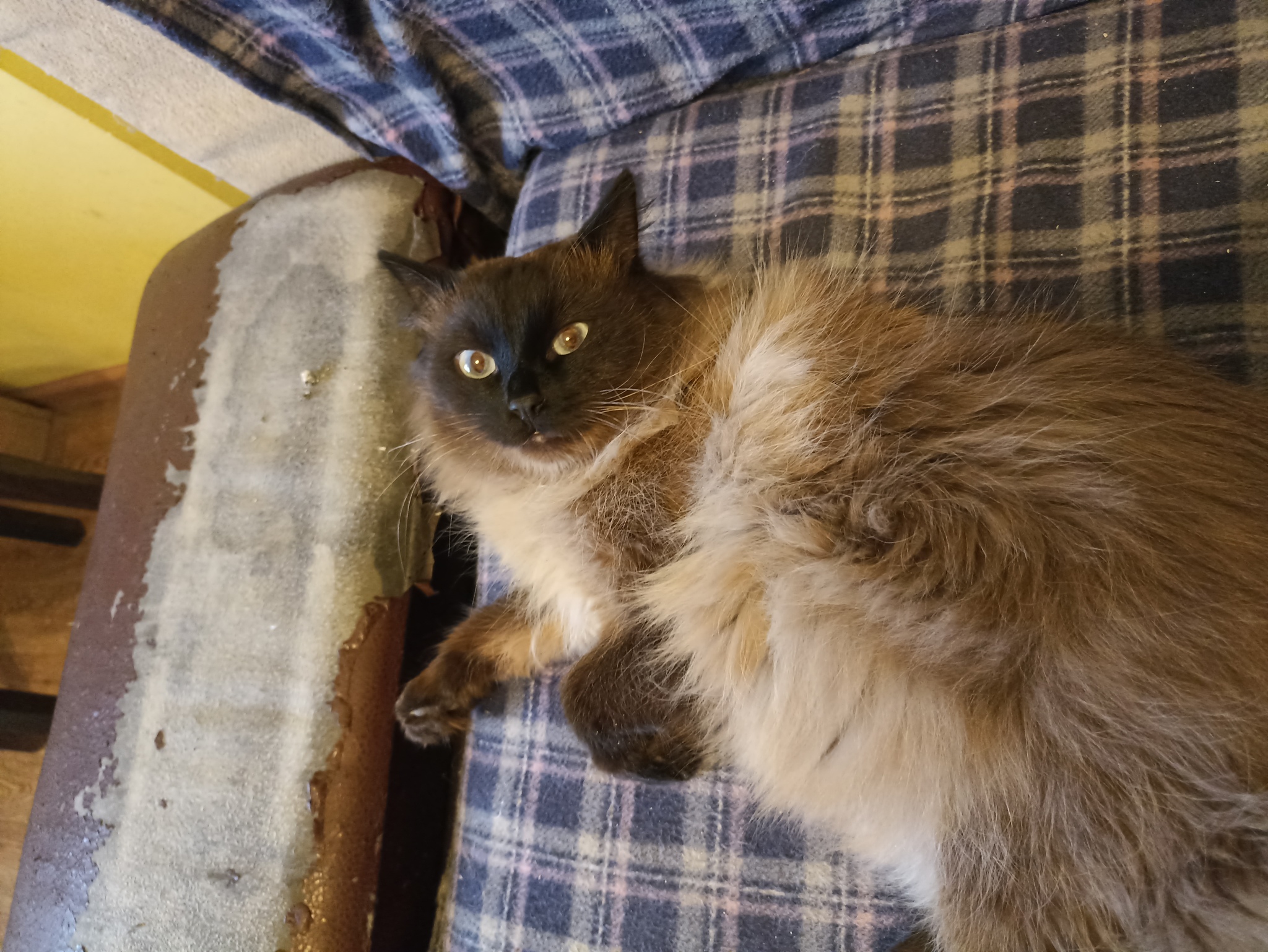 Himalayan cat? Maybe just fat? - My, cat, Paws, Maine Coon, The photo