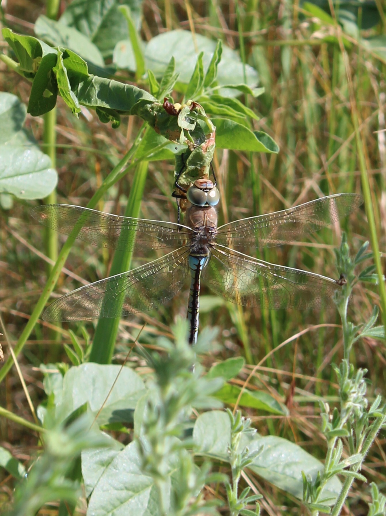 She sang red summer - My, Nature, Dragonfly, Dragonfly and Ant, Summer, December, June, Canon, Beginning photographer, The photo