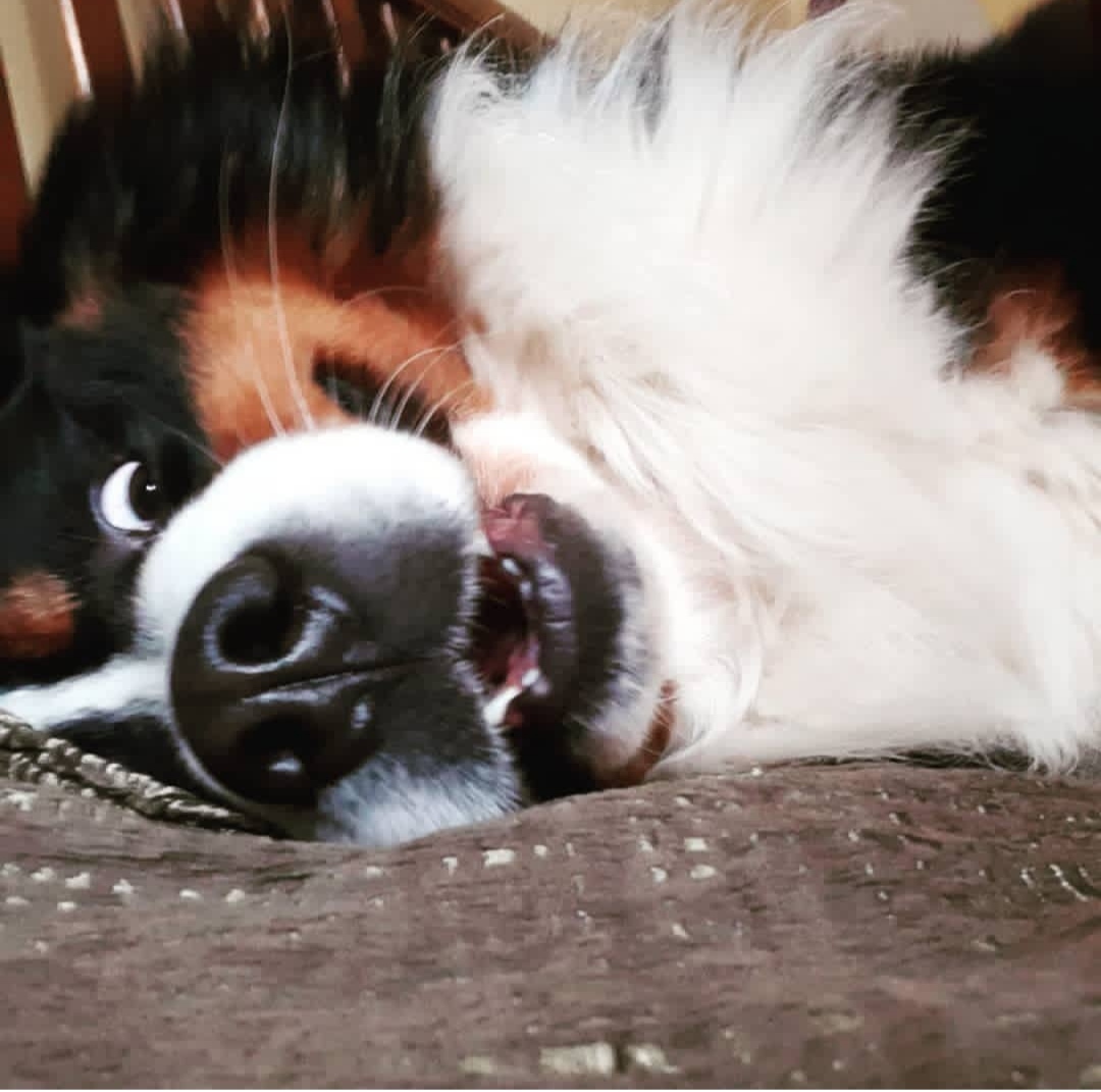 smiley - My, Dog, Bernese mountain dog, Pets