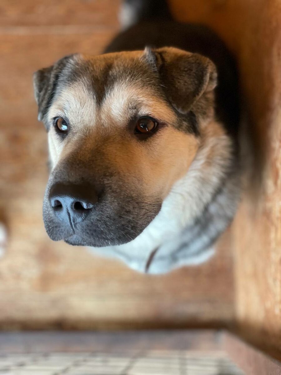 Homa. She dutifully resigned herself to returning to the shelter... But it hurts her - My, Shelter, Animal shelter, The rescue, In good hands, Homeless animals, Helping animals, Help, Animal Rescue, Dog, No rating, Longpost, Kindness, Moscow, Moscow region