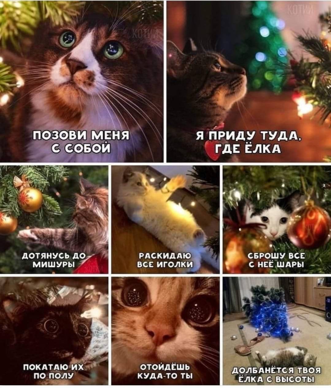 New Year's! - Humor, cat, Parody, Christmas trees, Picture with text, New Year, Christmas tree