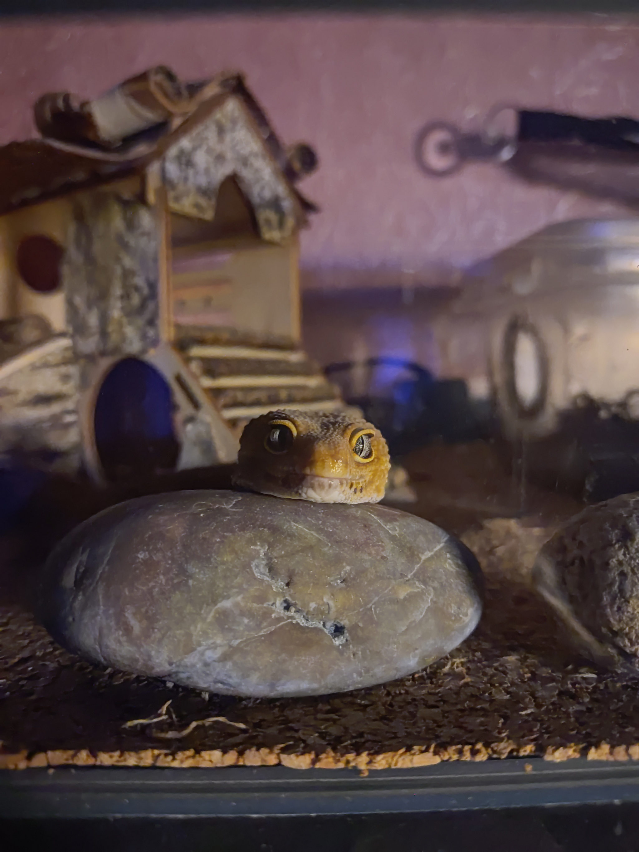 Tadpole - My, Gecko, Terrariumistics, Eublefar, Evening, Head, Looks, Milota