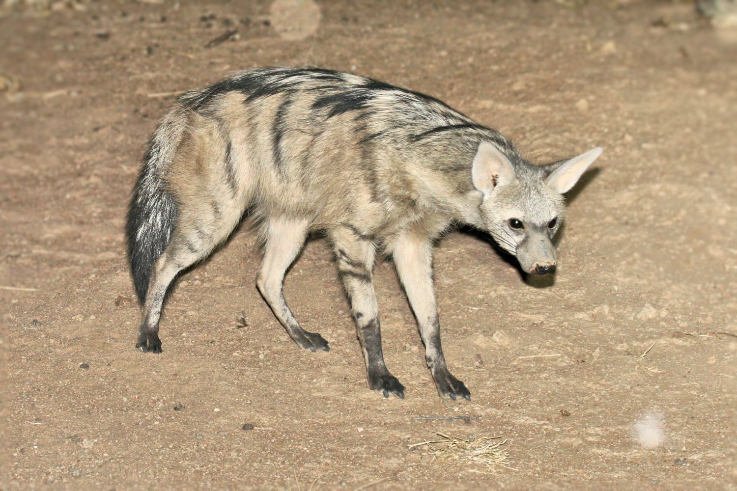 Aardwolf proxima 565