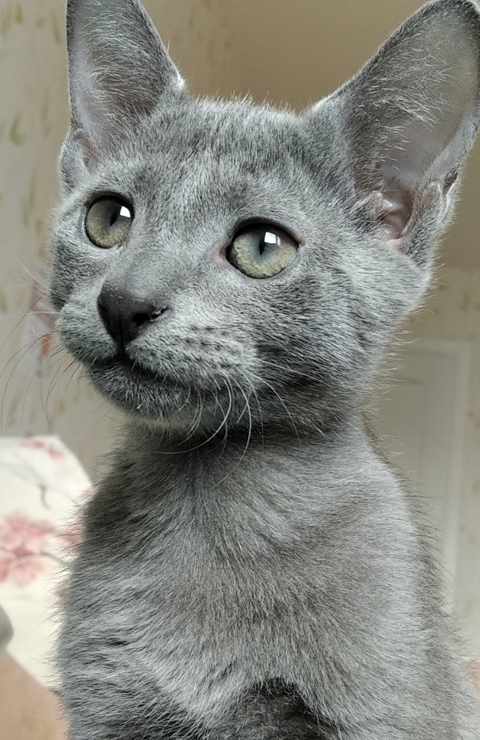 Joe - My, Russian blue, cat, Pets, Longpost