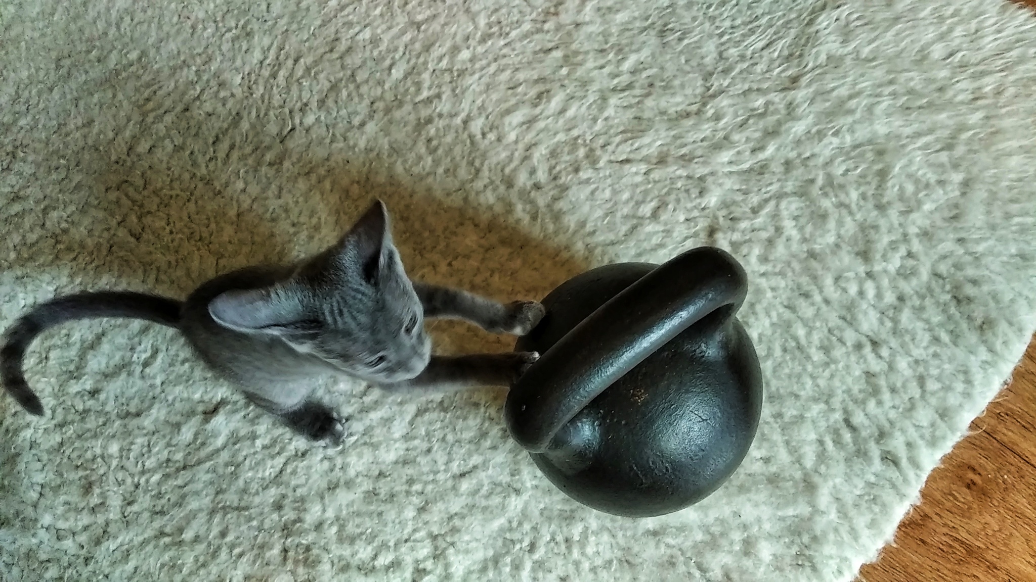 Joe - My, Russian blue, cat, Pets, Longpost