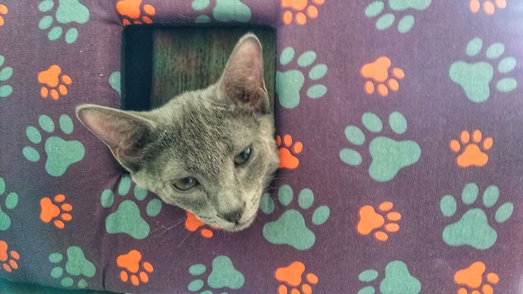 Joe - My, Russian blue, cat, Pets, Longpost