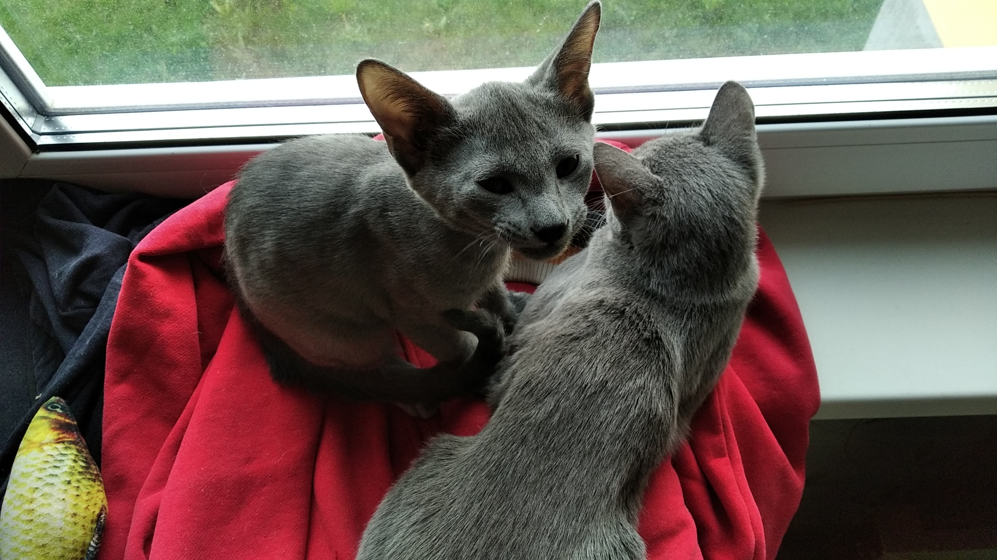 Joe - My, Russian blue, cat, Pets, Longpost