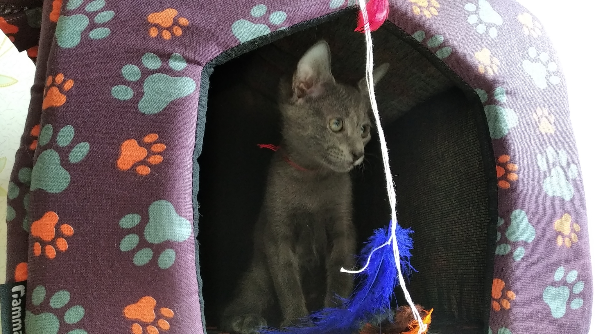 Joe - My, Russian blue, cat, Pets, Longpost