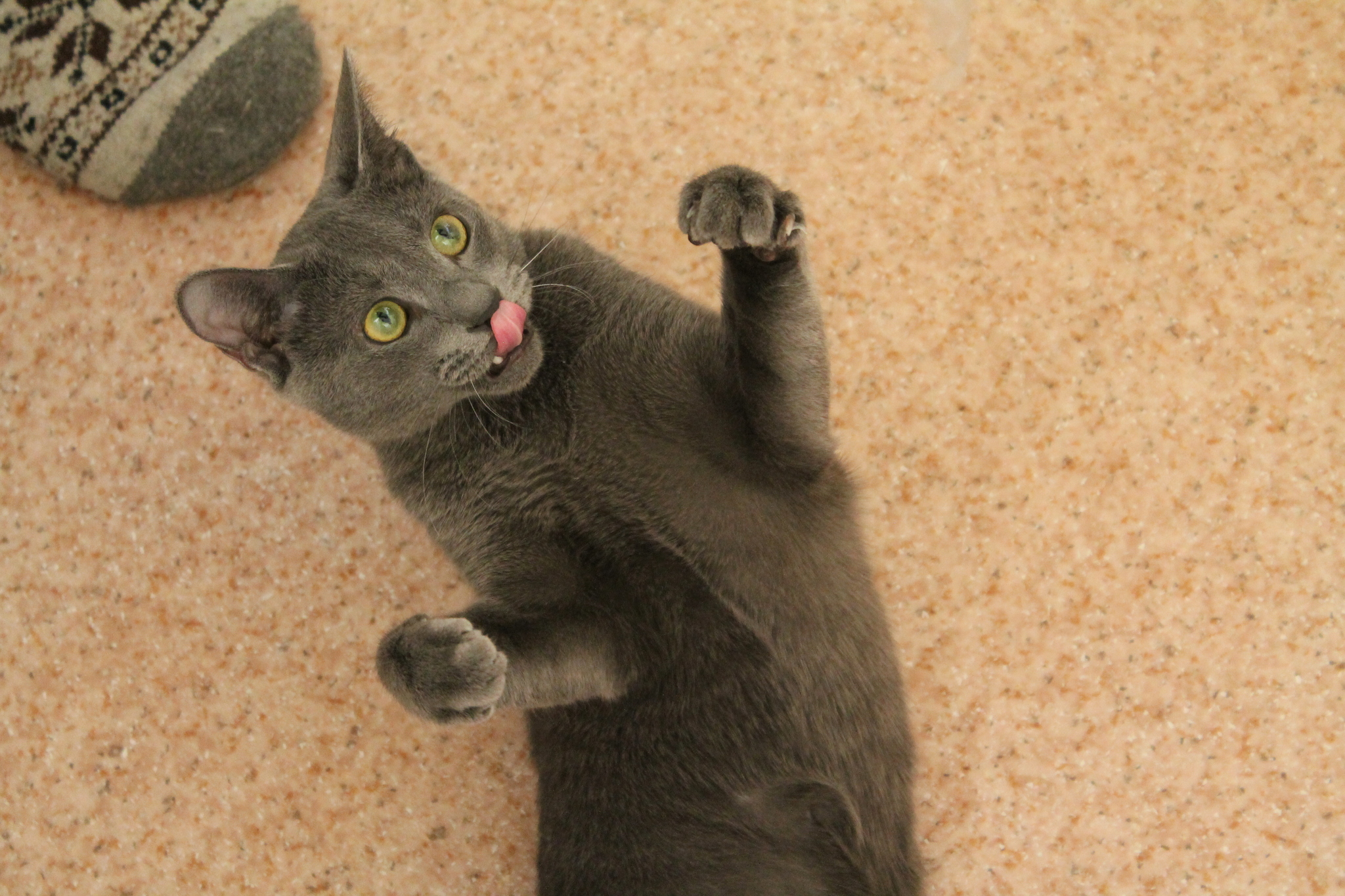 Joe - My, Russian blue, cat, Pets, Longpost