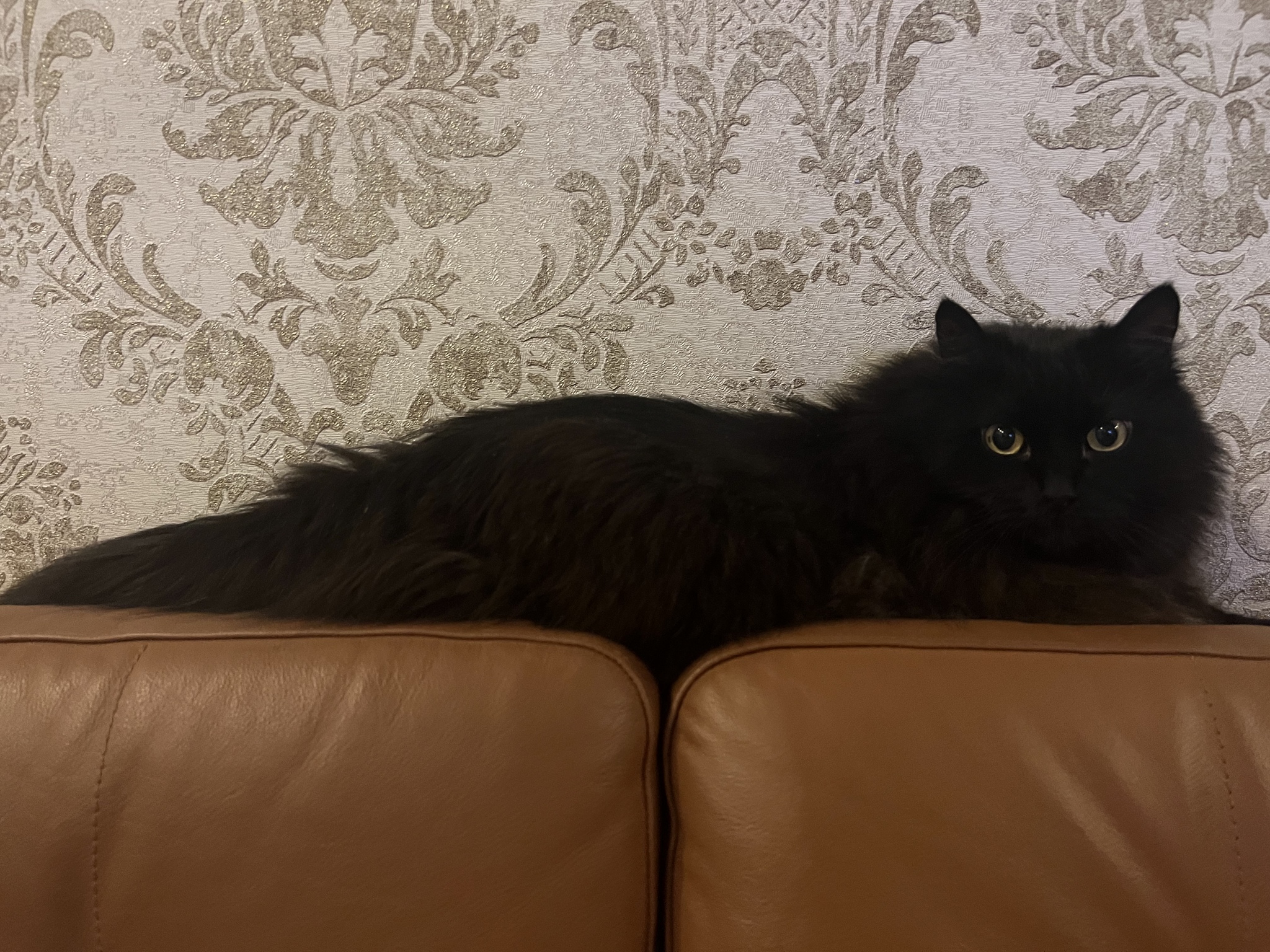 My little animal - My, cat, Mobile photography, Sofa, Black cat