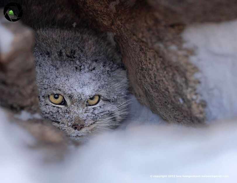 snow muzzle - Pallas' cat, Snow