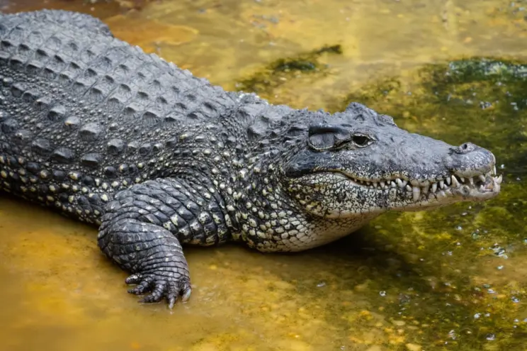 Cuban crocodile electrocuted in Washington DC - Crocodiles, Rare view, Cuban, Negative, Wild animals, Zoo, Washington, USA, Electric shock, Power socket, Incident, Ludicrous death, Endemic, Cuba