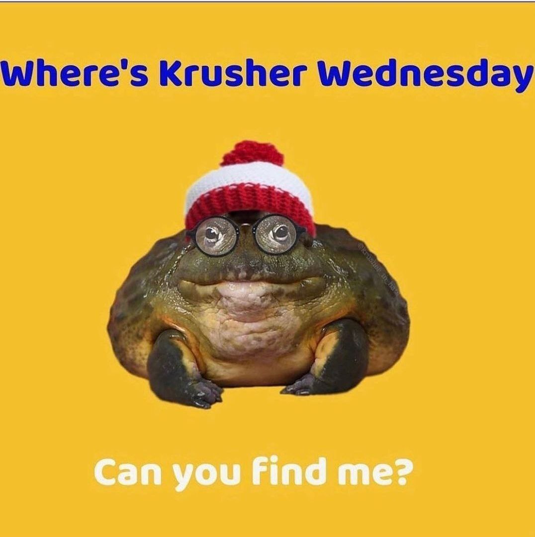 Last Wednesday of this year - Toad, Frogs, Picture with text, It Is Wednesday My Dudes