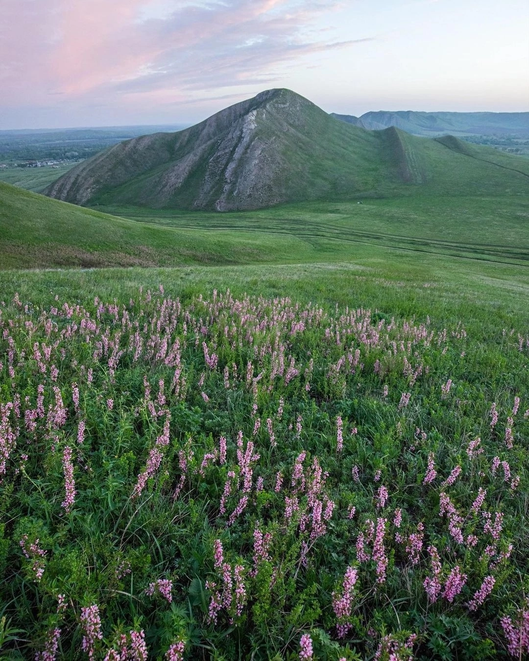 Long mountains, Orenburg region - The photo, Nature, wildlife, The nature of Russia, Orenburg region, Russia, Blooming Sally