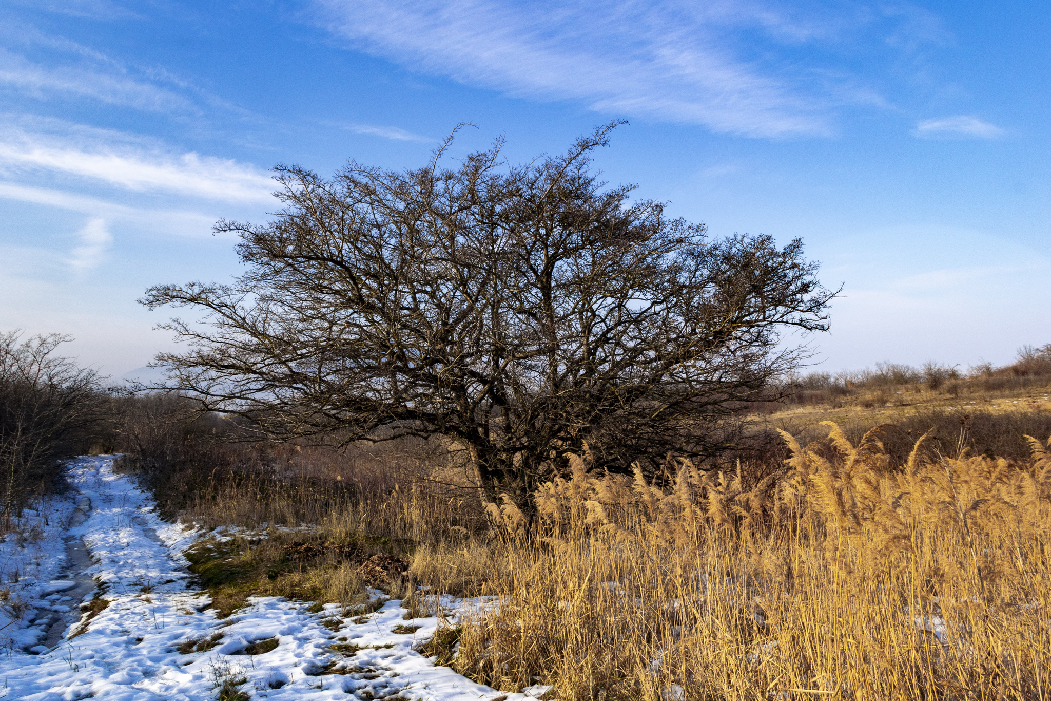 Thaw. - My, The photo, Nature, Caucasus, Canon, Tree, Sky, Zheleznovodsk, Landscape