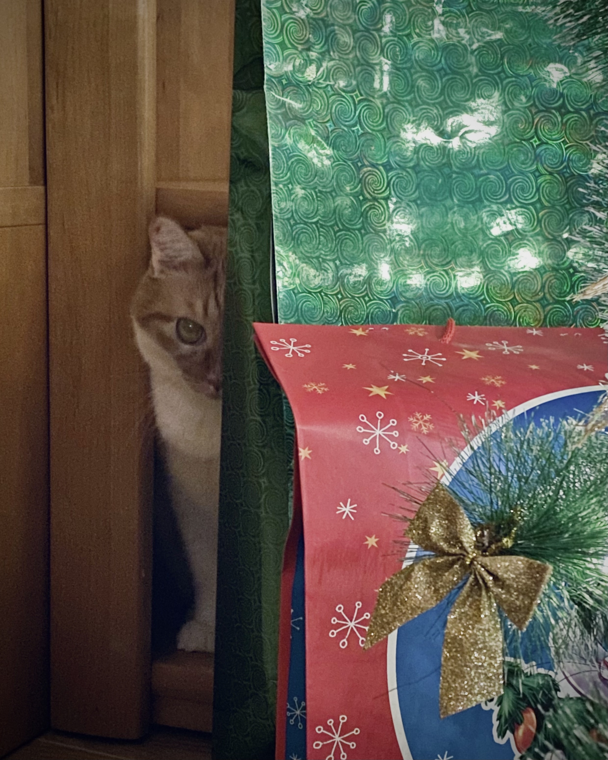 When will we unpack the gifts? - My, cat, New Year, Presents, Zhdun