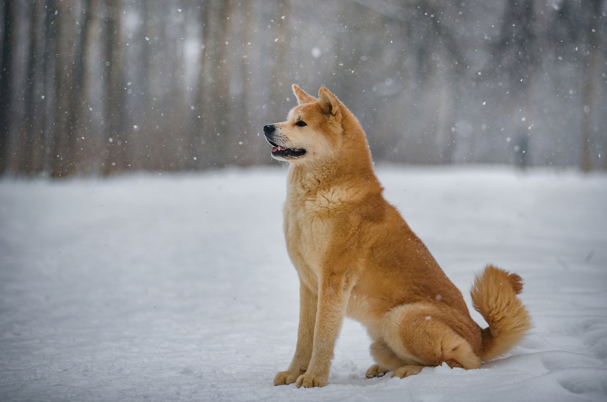 boshi - My, Dog, Pets, American Akita, Forest, Snow, The photo, Longpost