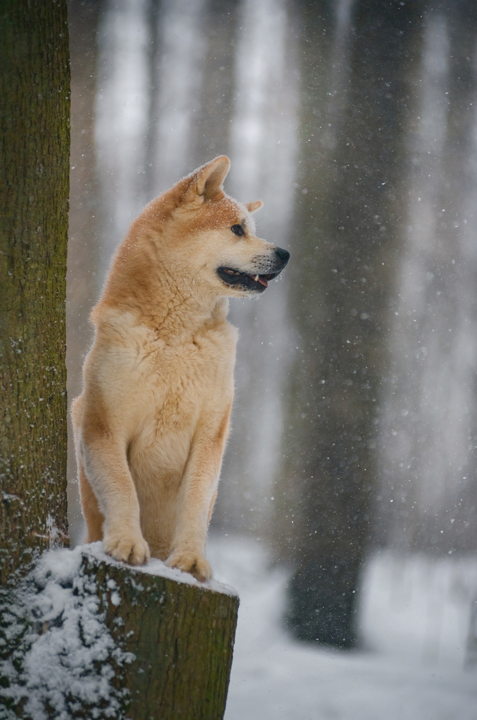 boshi - My, Dog, Pets, American Akita, Forest, Snow, The photo, Longpost