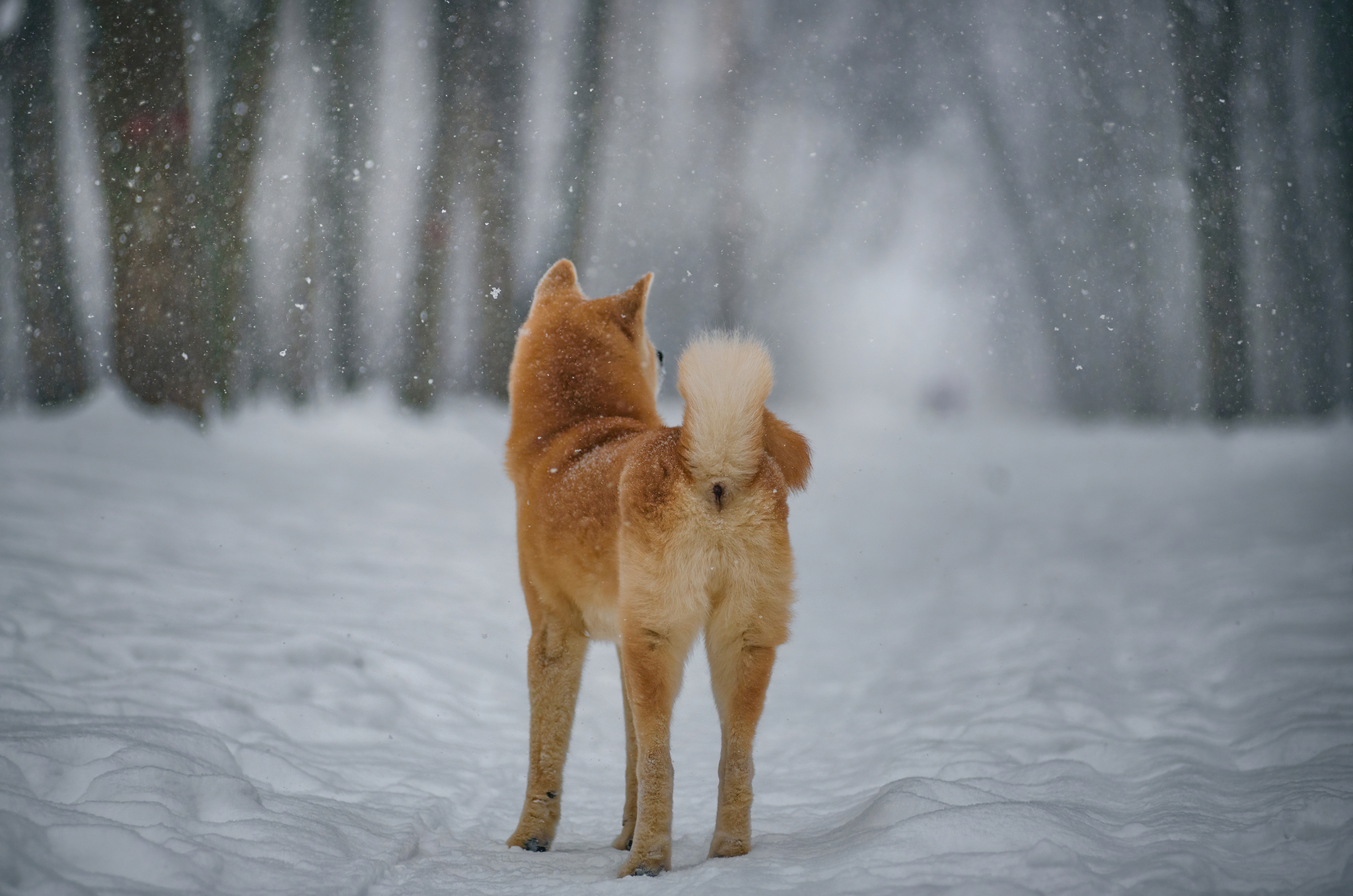 boshi - My, Dog, Pets, American Akita, Forest, Snow, The photo, Longpost