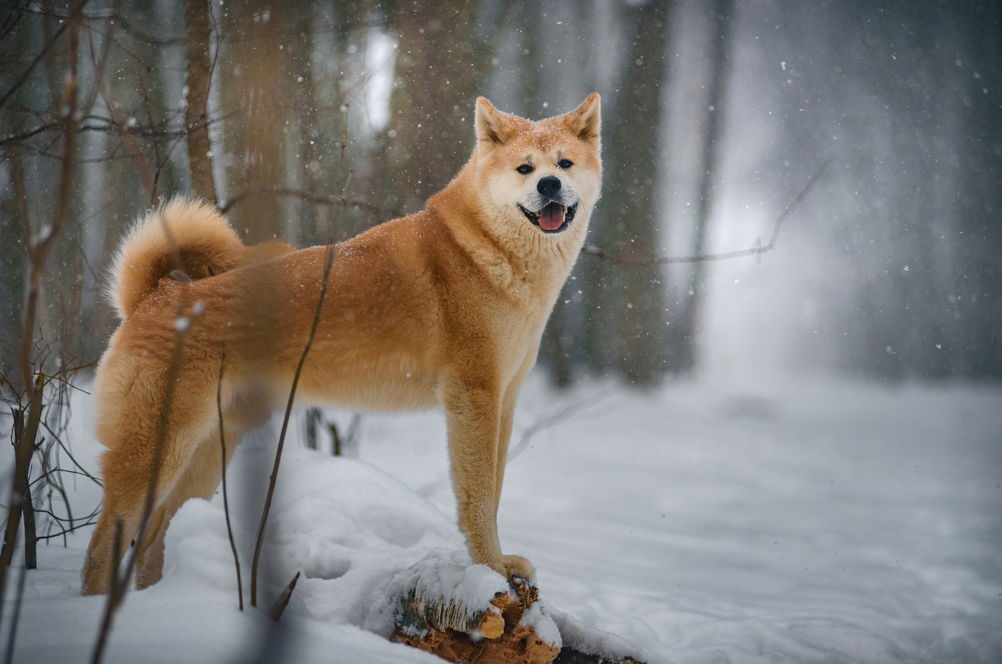 boshi - My, Dog, Pets, American Akita, Forest, Snow, The photo, Longpost