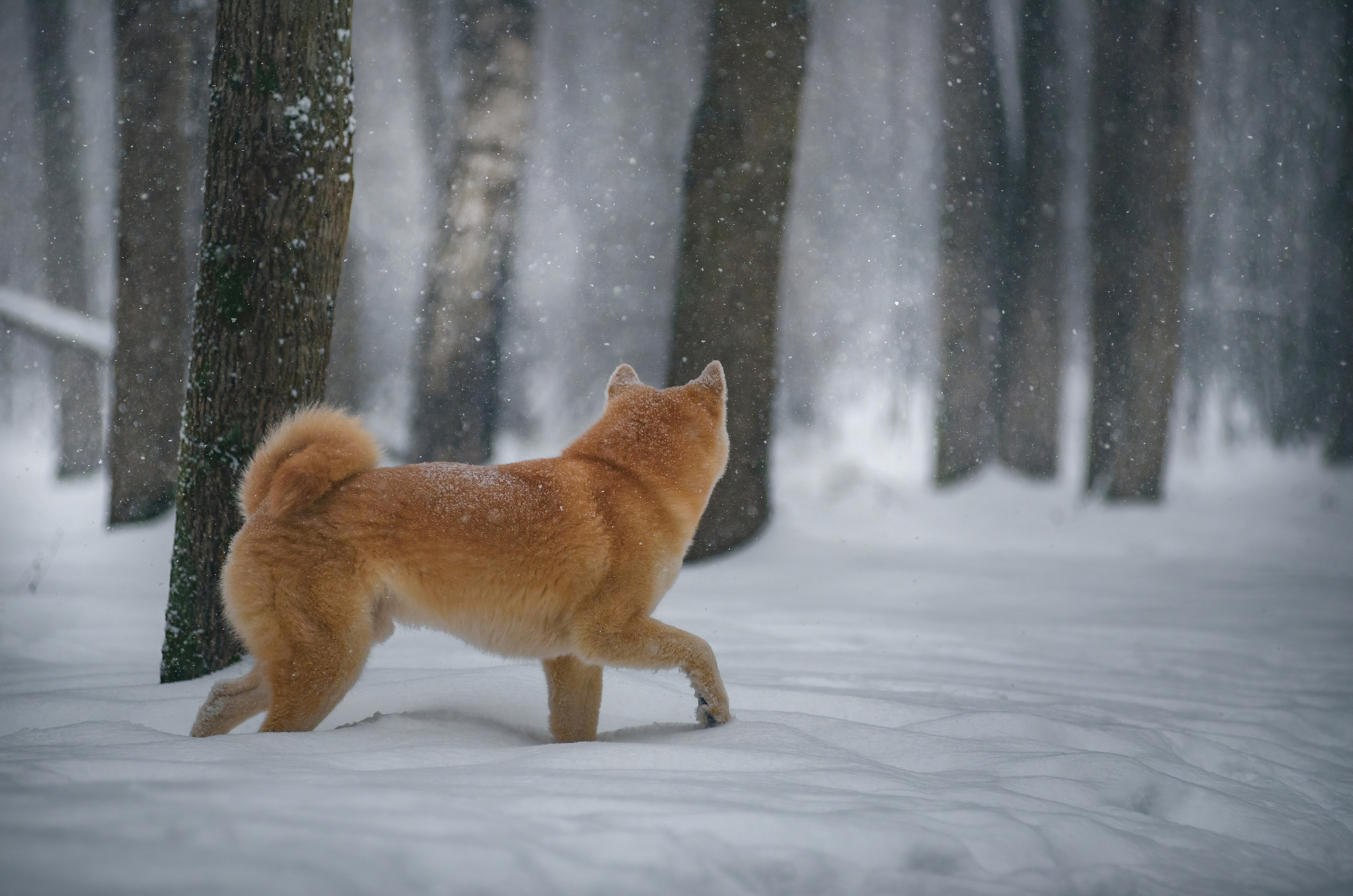 boshi - My, Dog, Pets, American Akita, Forest, Snow, The photo, Longpost