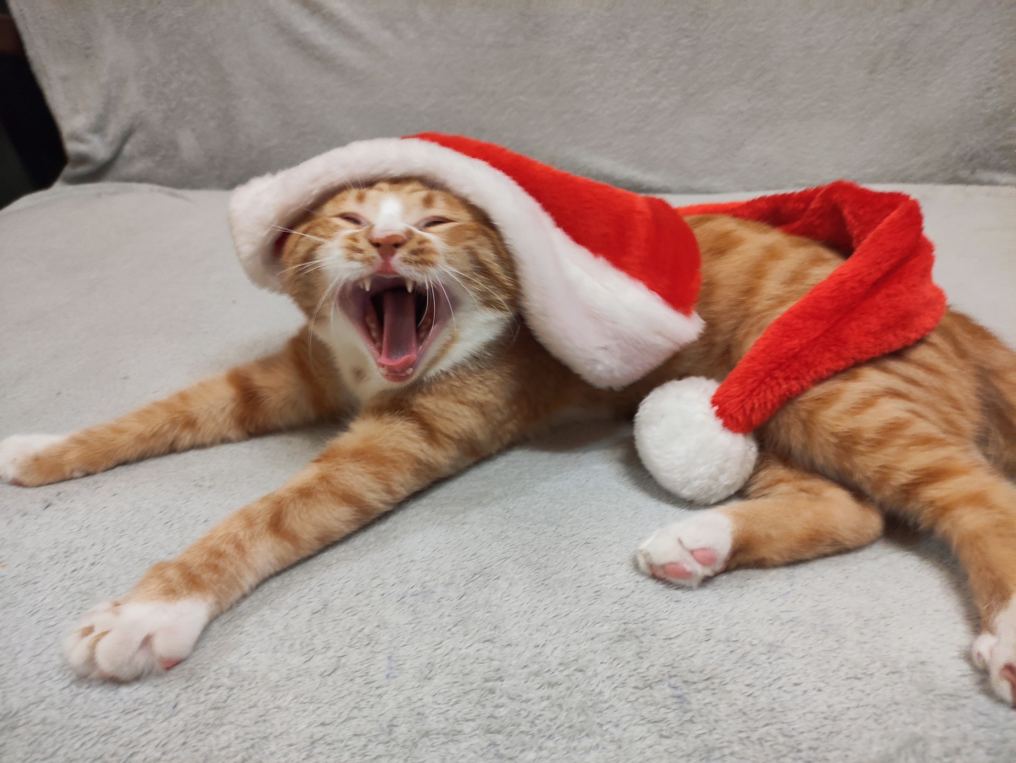 Holiday greetings! - My, cat, New Year, Longpost, Redheads