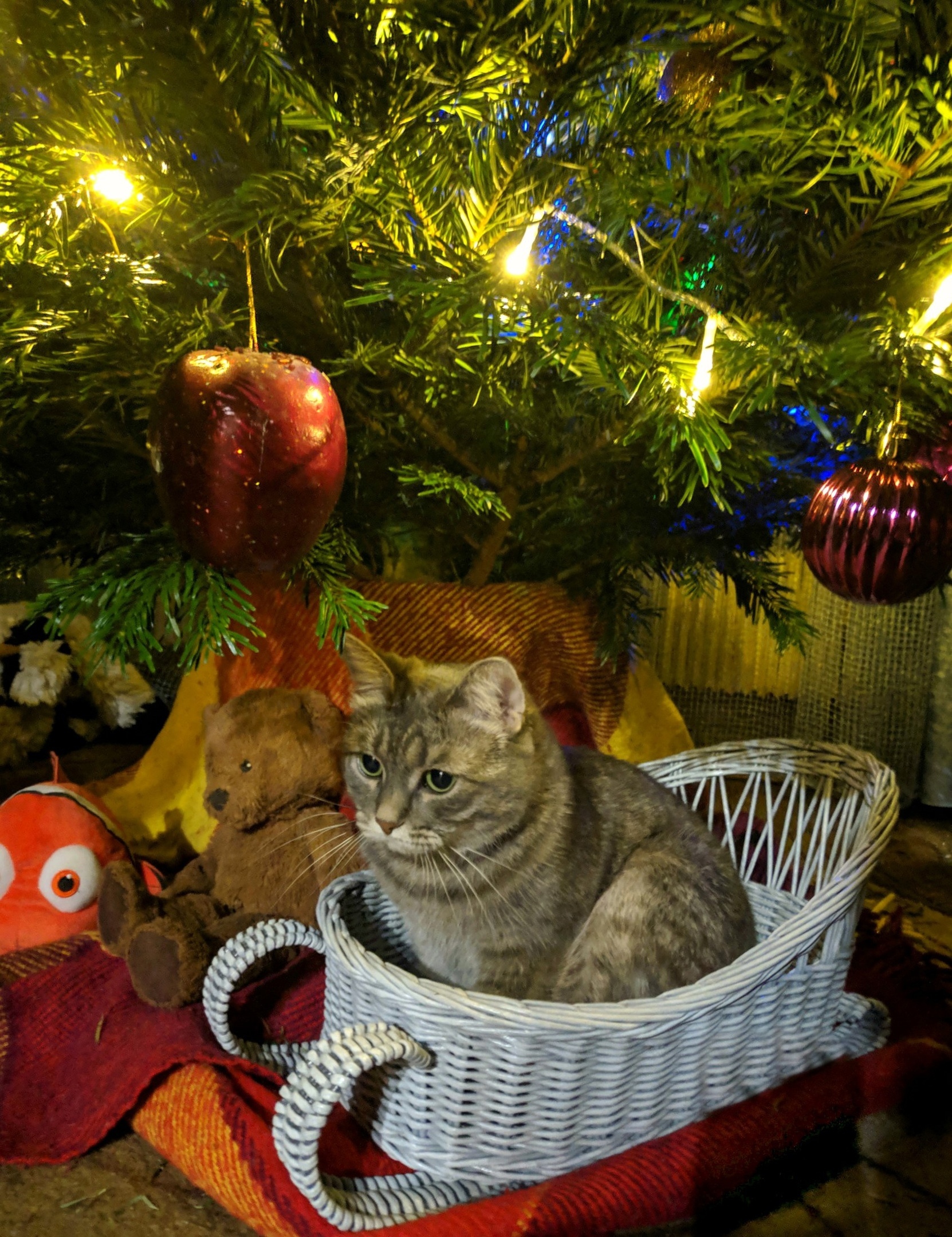 Well shtosh ... In 2023! - My, cat, New Year, Holidays, Presents, Christmas tree