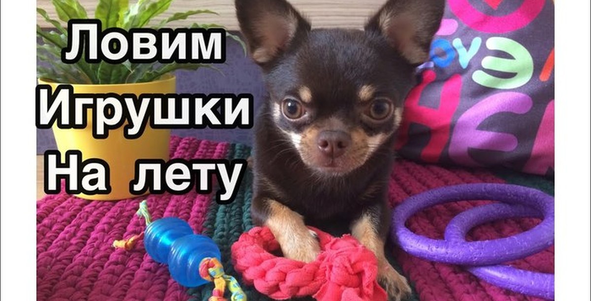 Как научить собаку ловить корм Как научить собаку ловить корм thumbnail