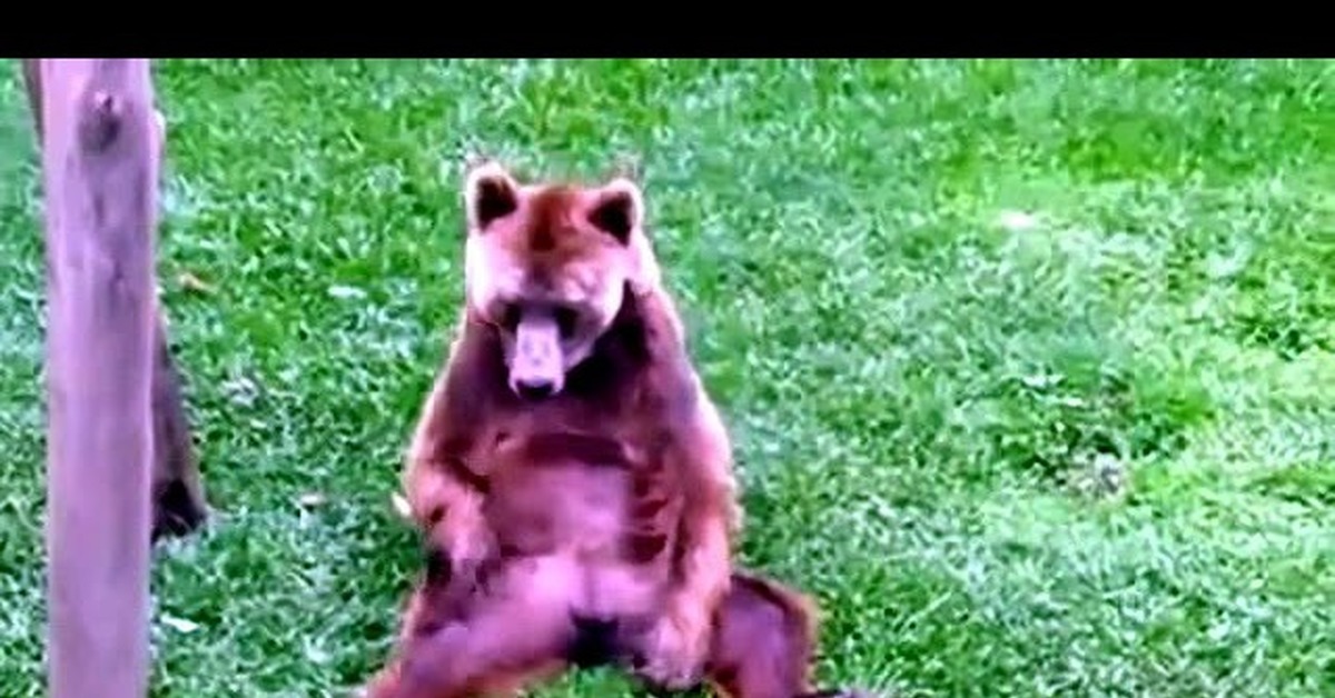 Смешные видео мишка. Смешные видео мишка. Забавный медведь. Смешные ролики с мишками пандами. Медведь отдыхает.