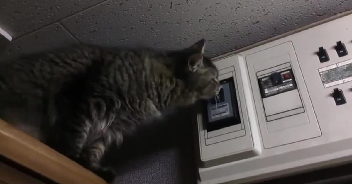 Включи выключи котов. Кот и электричество. Котик выключает свет. Выключили кота. Кот выключает свет гифка.