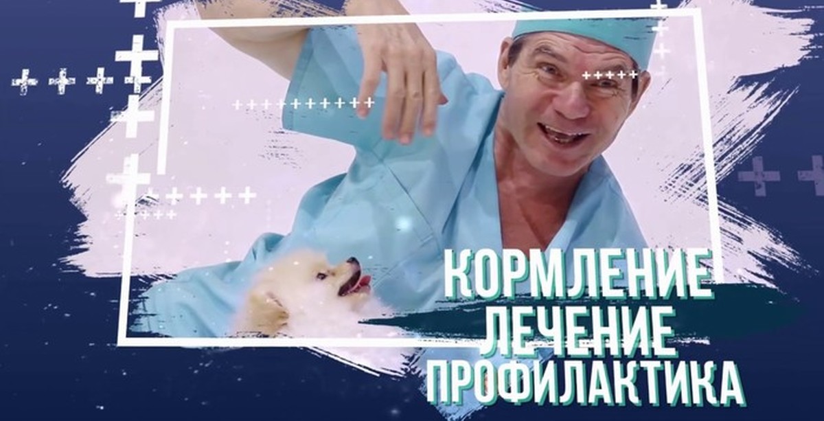 Отодектоз //ушной клещ | Пикабу