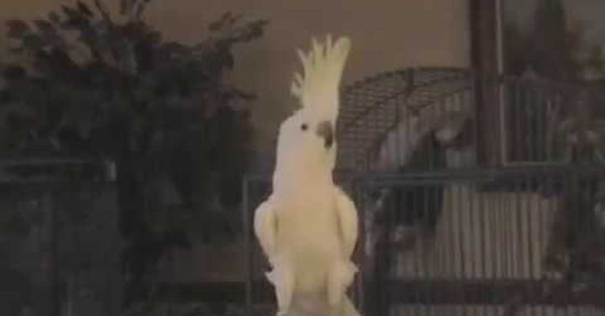 Персидская кошка