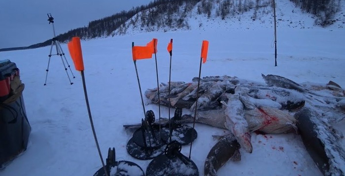 Новинки зимней рыбалки видео. Первый лед 2020 зимняя рыбалка в Якутии. Клевая рыбалка в Якутии 2020. Рыбалка в Якутии 2020. Якутия клевая рыбалка 2020 зима.