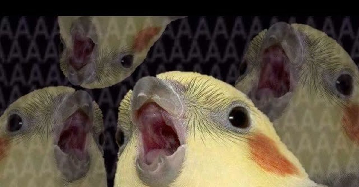 злой попугай. попугай кричит. смешные попугаи. кричащий попугай. кричащий попугай.