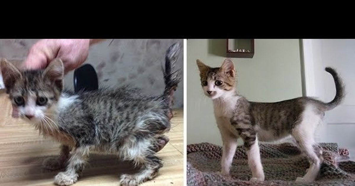 Подобрали котенка с улицы. Котята до и после. Котенок с улицы до и после. Котенок вырос.