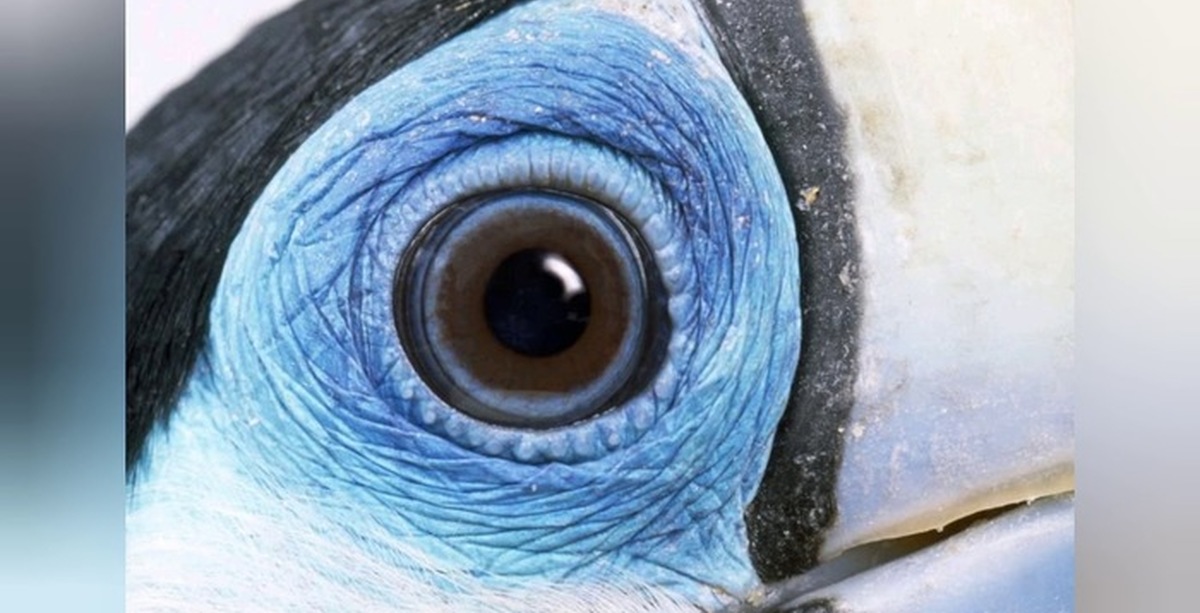 Экзотические глаза. Необычные глаза животных. Птичий глаз. Необычные глаза у птиц. Необычные цвета глаз у животных.