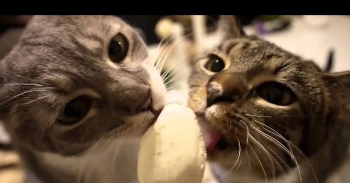 Коты мороженщик. Коты с мороженым. Котик кушает мороженое. Кошка мороженое. Котенок лижет мороженое.