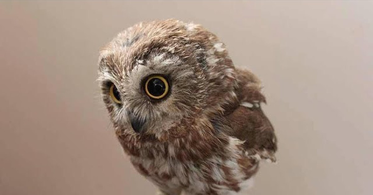 Кот Сова Фото