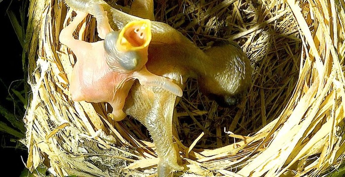 Жизнь птенцов. Кукушонок птенец. Кукушонок новорожденный. Птенец кукушки новорожденный. Взрослый птенец кукушки.